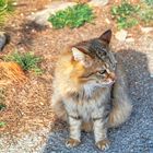 Steunende Katze auf Spaniens Insel Mallorca