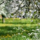 Steunmaurer Blüten