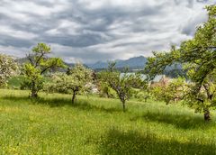 Steuobstwiese am Faaker See