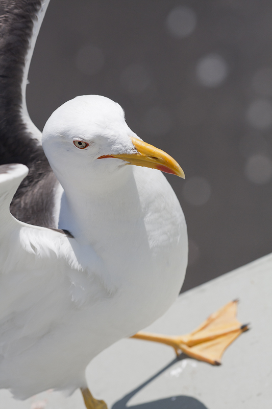 Steven Seagull