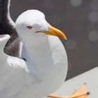 Steven Seagull