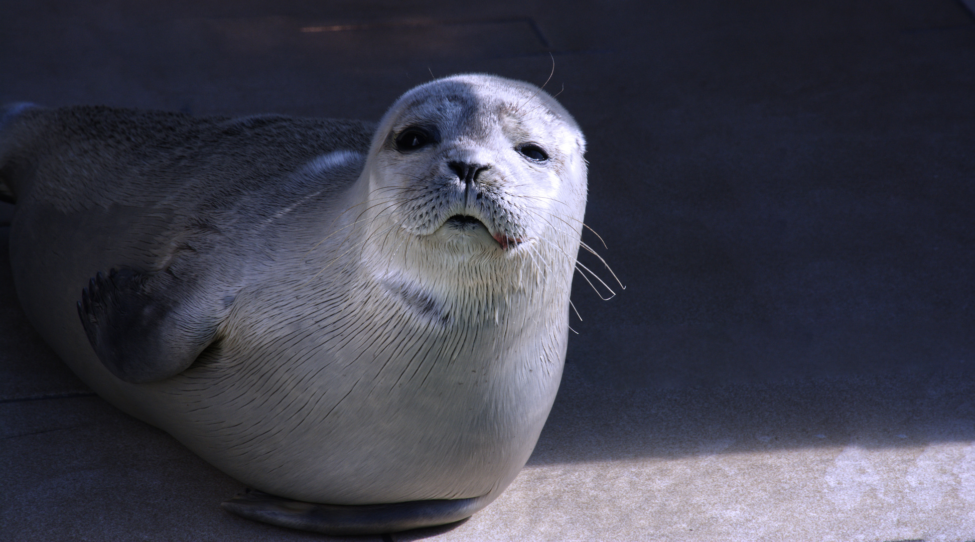 Steven the Seal pup