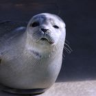 Steven the Seal pup