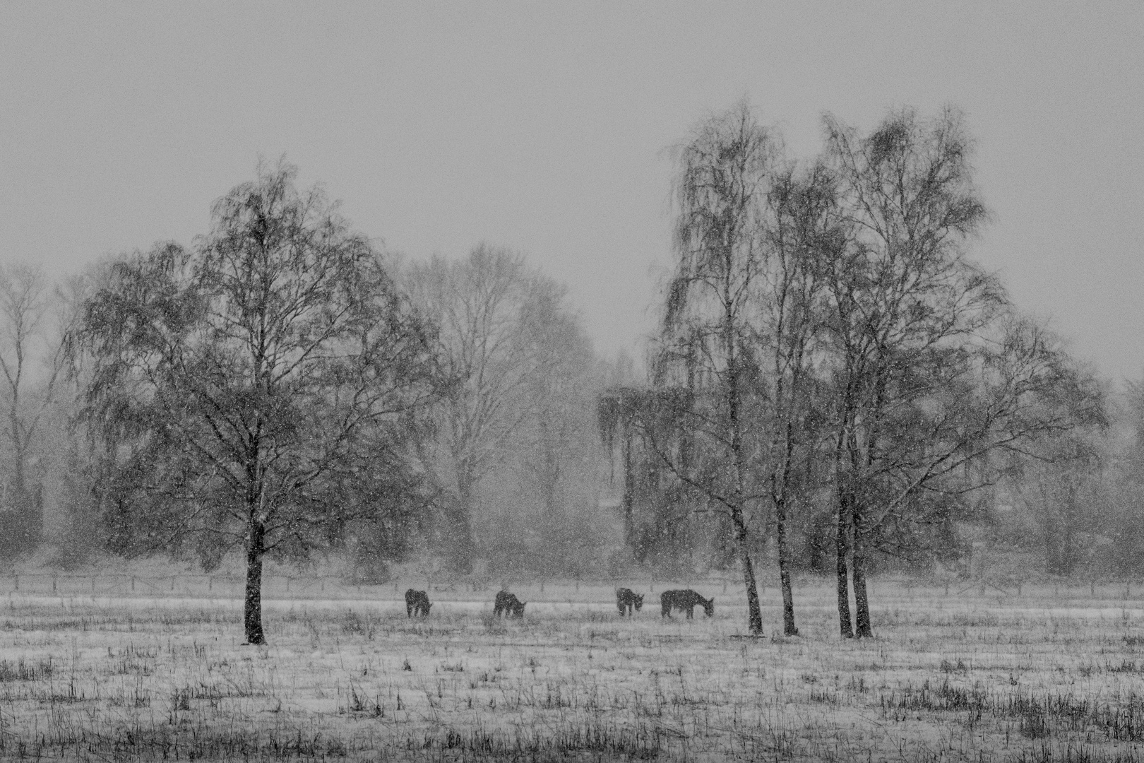 Steverauen Winter