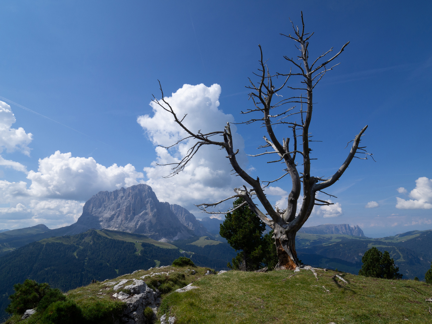 Stevia Blick auf Langkofel 