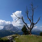 Stevia Blick auf Langkofel 