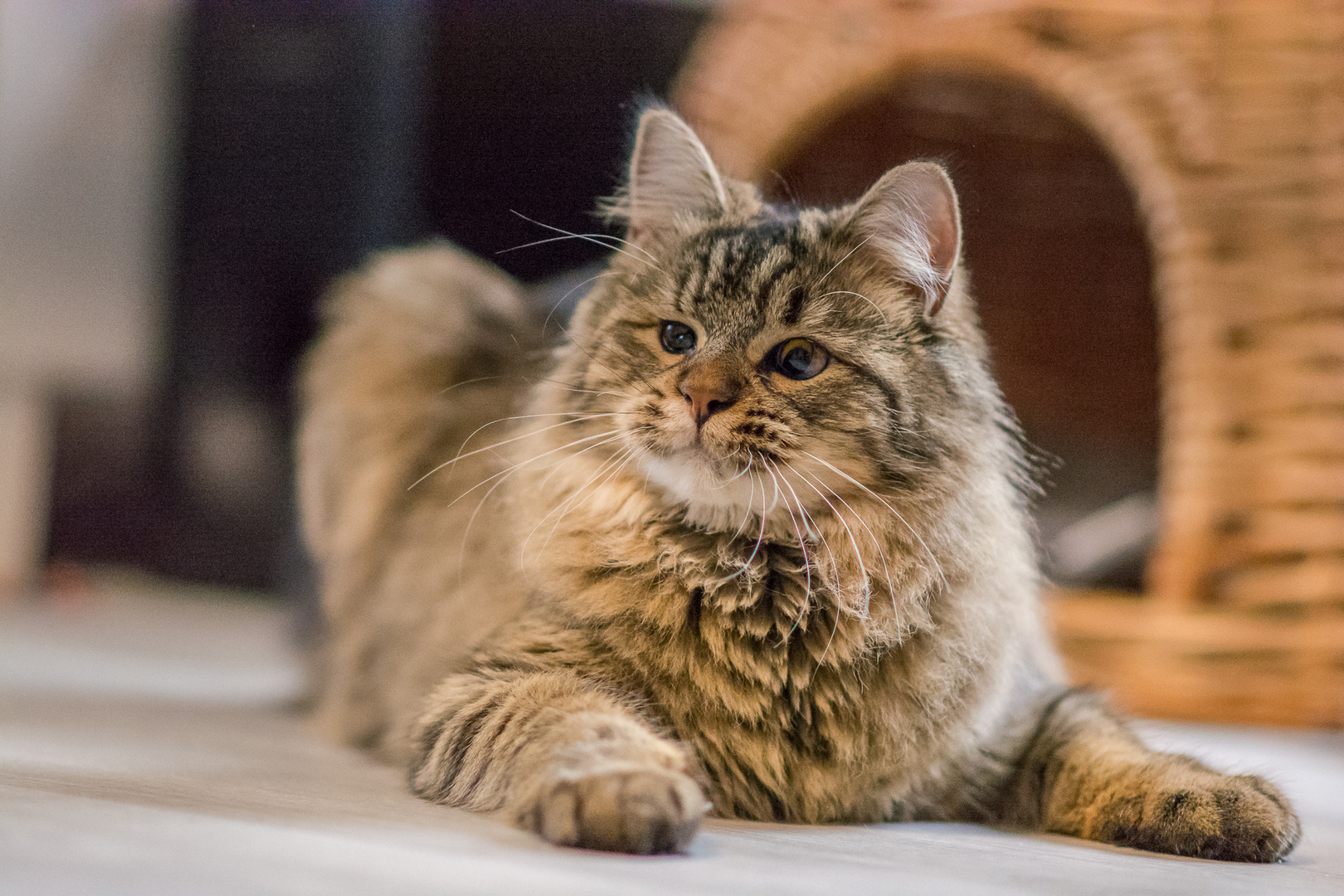 Stevie unsere blinde Katze genießt ihr Leben