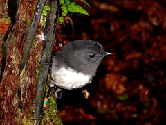 Stewart Island Robin