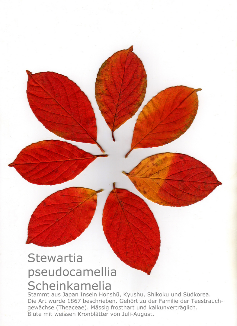 Stewartia