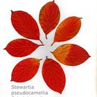 Stewartia