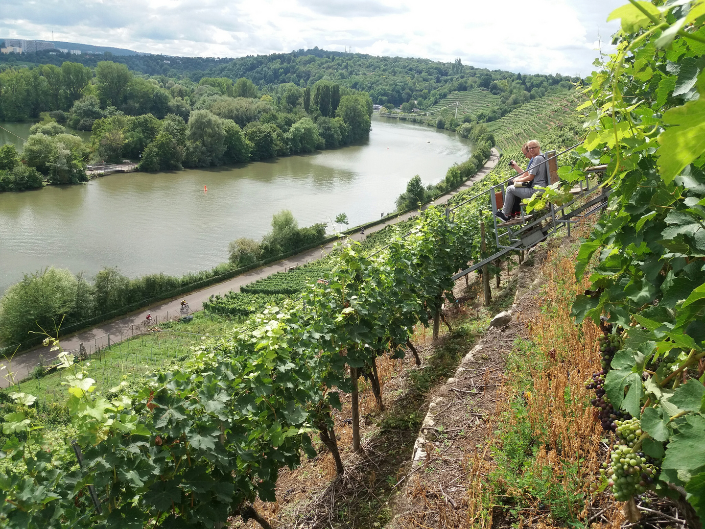 Stgt Weinbau Neckar Aug17