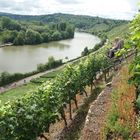 Stgt Weinbau Neckar Aug17