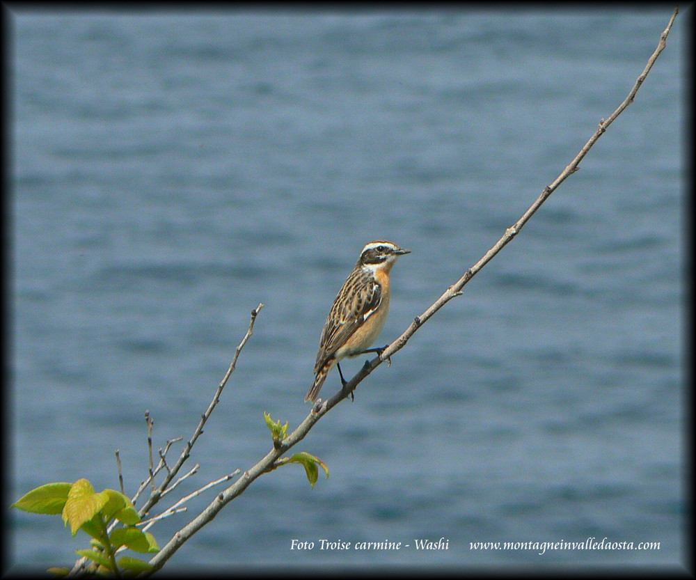 Stiaccino - Saxicola rubetra