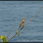 Stiaccino - Saxicola rubetra