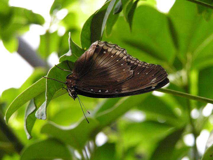 Stibochiona nicea (Popinjay)