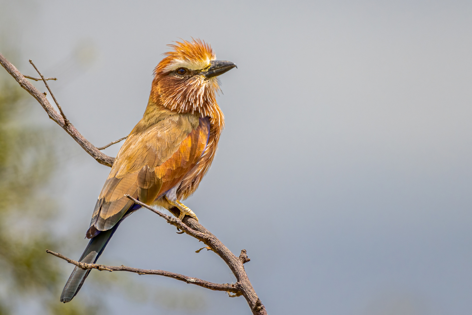 Stichelracke - Purple Roller