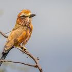 Stichelracke - Purple Roller