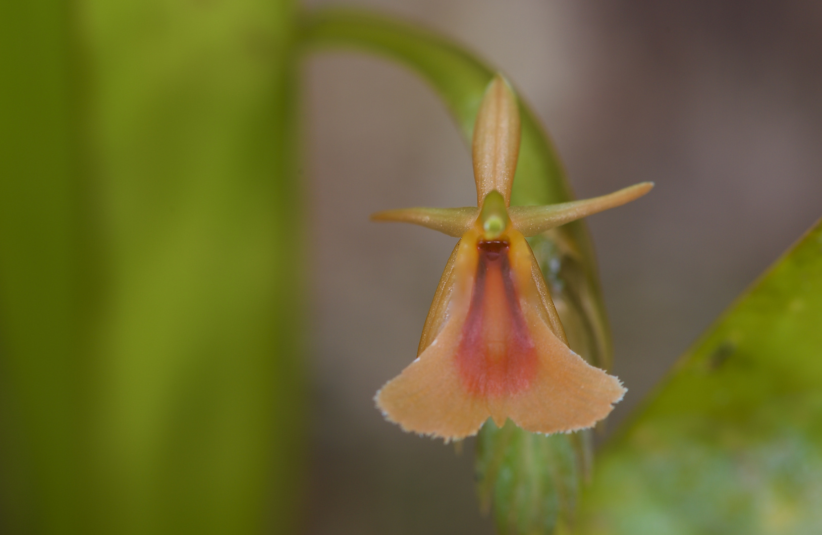  Stichorkis pandurata, Freiland Orchidee ,Borneo, Sabah