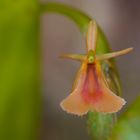  Stichorkis pandurata, Freiland Orchidee ,Borneo, Sabah