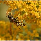 Sticht nicht!/ Feldwespe (Polistes dominulus)