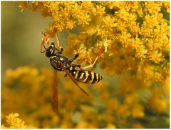 Sticht nicht!/ Feldwespe (Polistes dominulus)