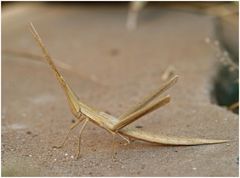 Stick grasshopper