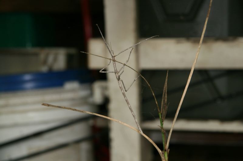 Stick Insect 1