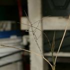 Stick Insect 1