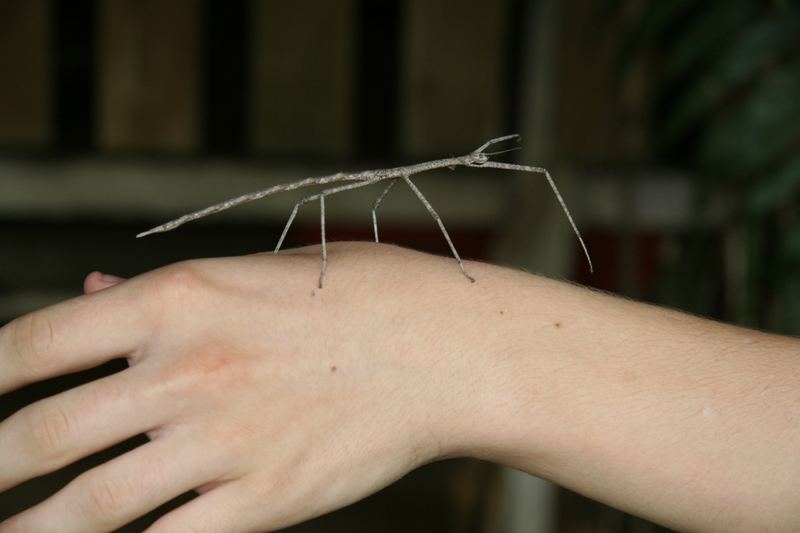 Stick Insect