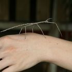 Stick Insect