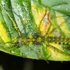 Stick Insect (Parobrimus sp.)