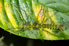 Stick Insect (Parobrimus sp.)