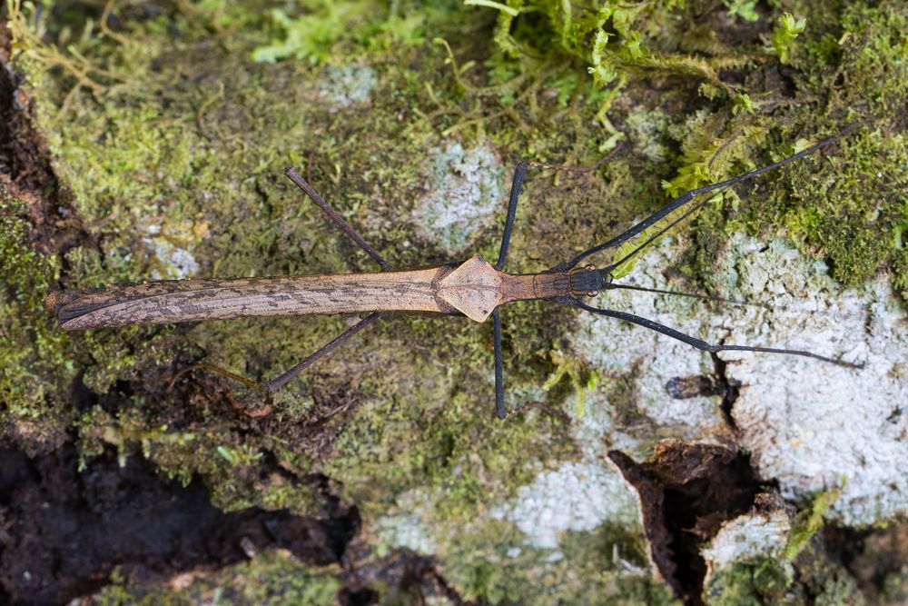 Stick Insect (Pseudophasma putidum)