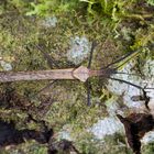 Stick Insect (Pseudophasma putidum)