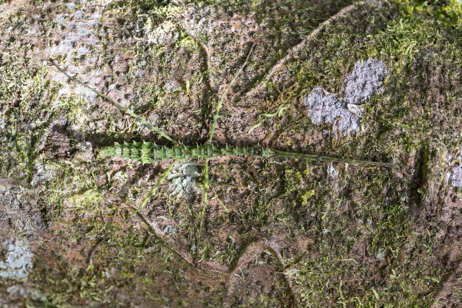 Stick Insect (Spinopeplus spinosissimus)