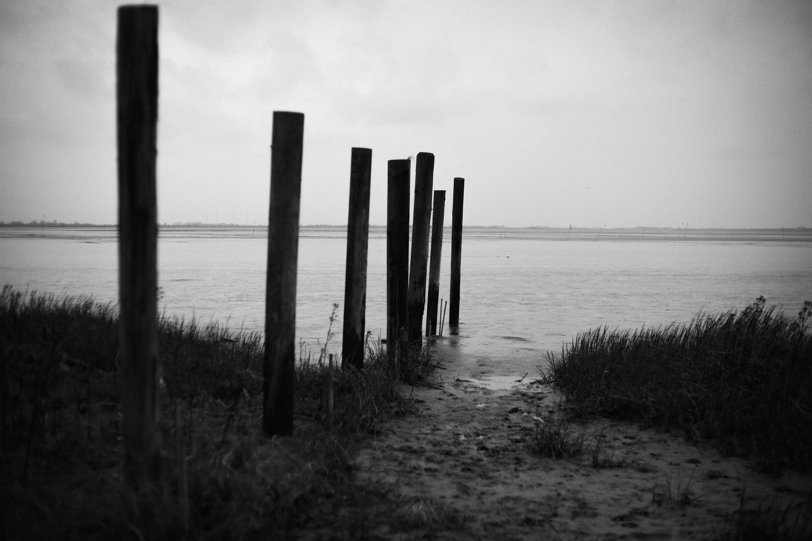 Sticks in the sea...