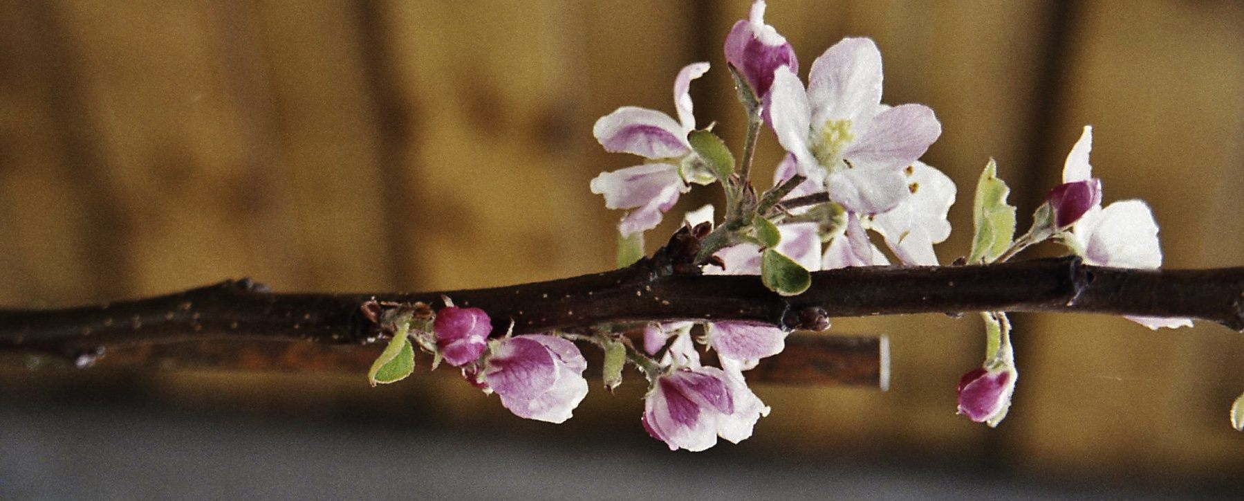 sticky flowers