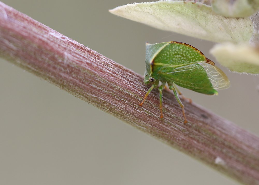 Stictocephala bisonia - Büffelzikade