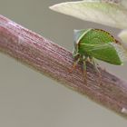 Stictocephala bisonia - Büffelzikade