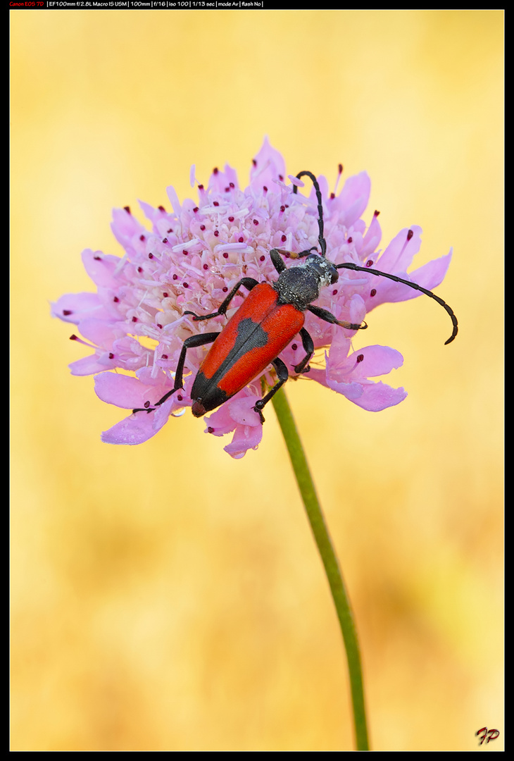 Stictoleptura cordigera