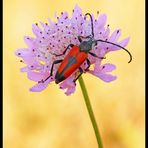 Stictoleptura cordigera