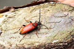 Stictoleptura rubra