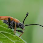 Stictoleptura rubra