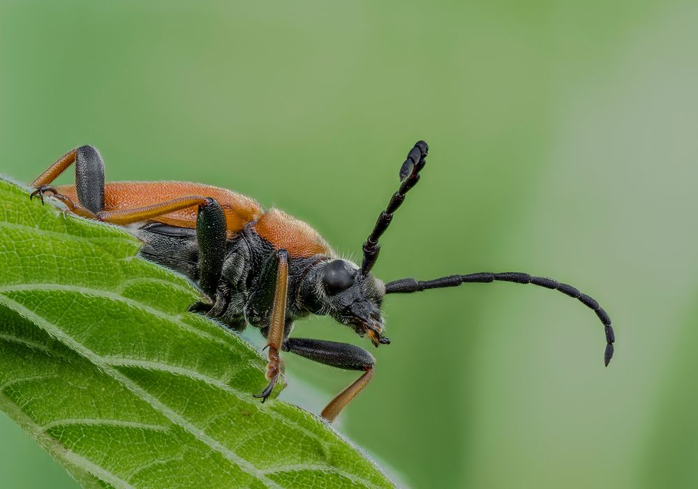 Stictoleptura rubra