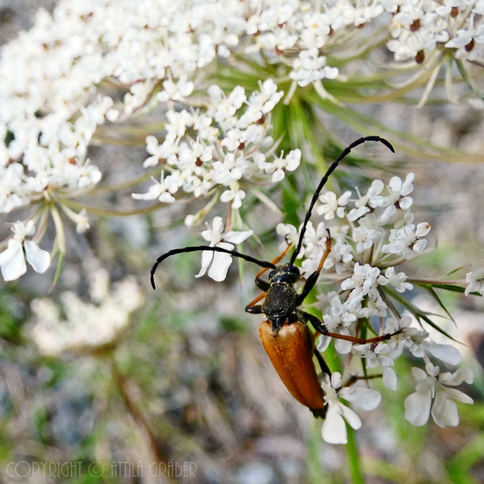 Stictoleptura rubra