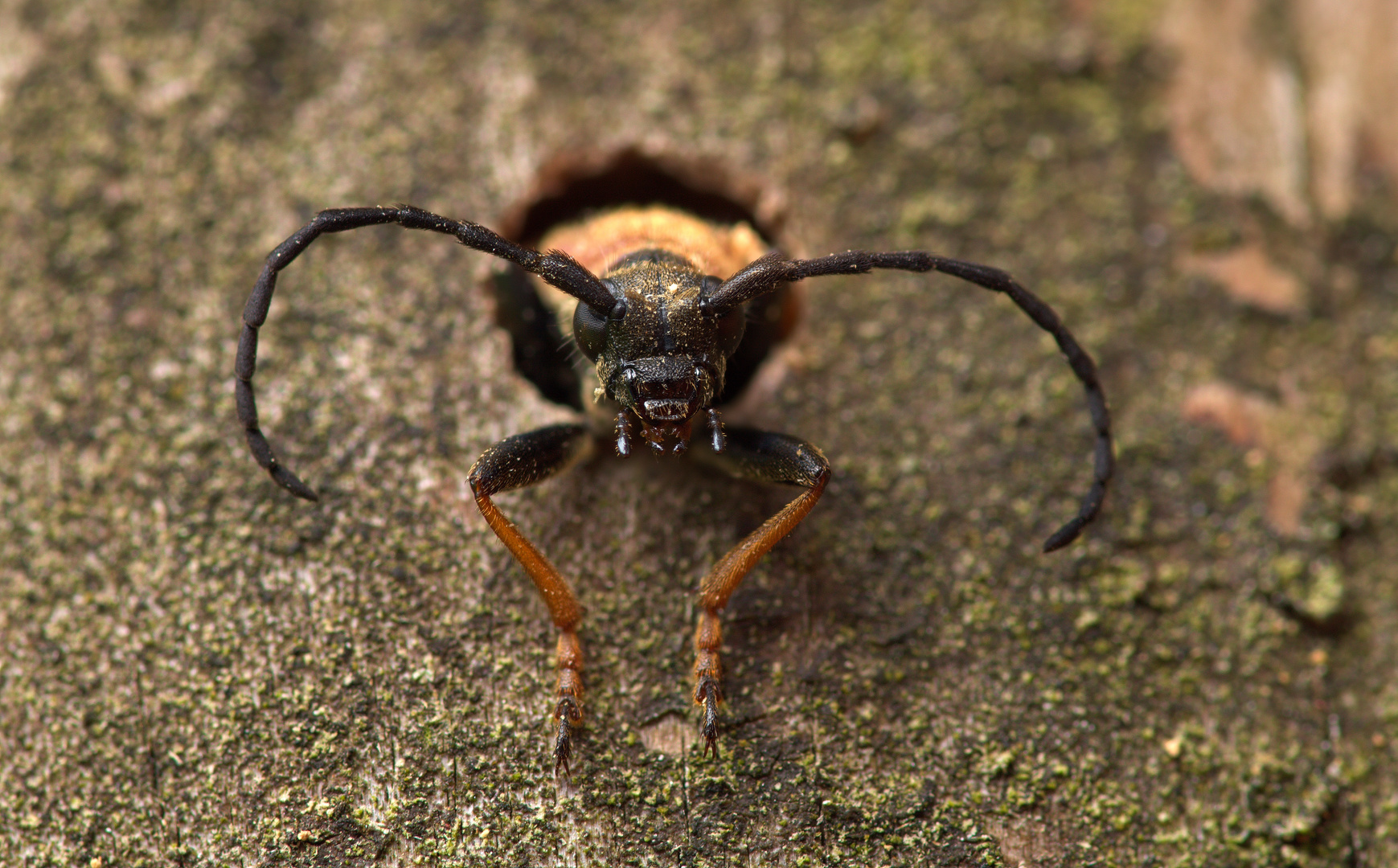  Stictoleptura rubra