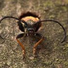  Stictoleptura rubra