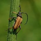 Stictoleptura rubra