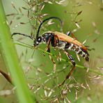 Stictoleptura rubra_m