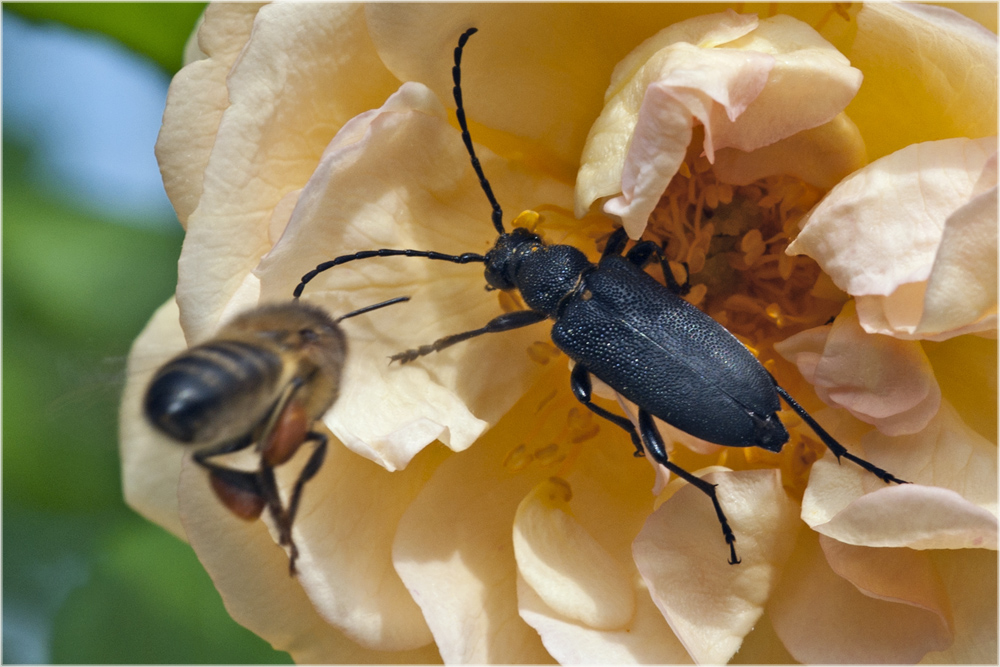 Stictoleptura scutellata et abeille sur fond de rose